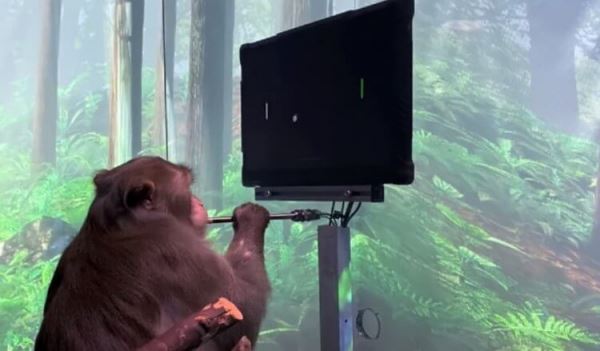 Neuralink впервые показала чипированную обезьяну. Она управляет компьютером силой мысли