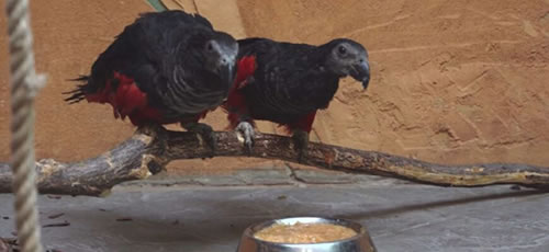 В Московском зоопарке появились редчайшие "попугаи-Дракулы"<br />
            