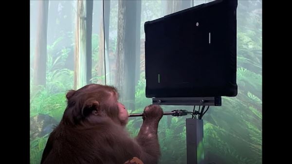 Neuralink впервые показала чипированную обезьяну. Она управляет компьютером силой мысли
