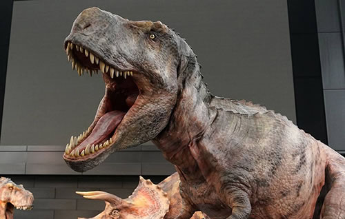 Расчетная сила укуса молодых тираннозавров оказалась неожиданно маленькой<br />
            
